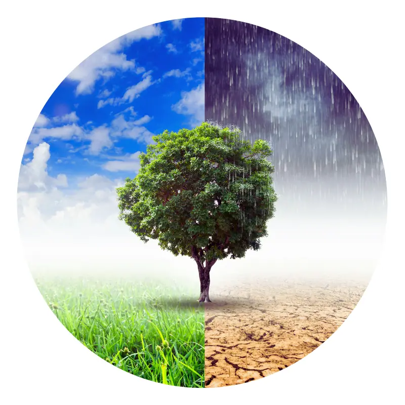 Albero che raffigura gli effetti del cambiamento climatico: pioggia contro siccità.